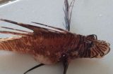 PEIXE-LEÃO: Peixe raro e venenoso é encontrado em praia de Pernambuco; ONG faz alerta PEIXE-LEÃO: Peixe raro e venenoso é encontrado em praia de Pernambuco; ONG faz alerta