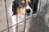 Acuado por ativistas, município derruba lei que autorizava sacrifício de animais