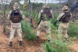 Polícia Militar da Bahia erradica plantação de maconha em município da região norte; veja vídeo