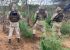 Polícia Militar da Bahia erradica plantação de maconha em município da região norte; veja vídeo