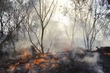 Em dois meses, fogo na Terra Indígena Yanomami cai 62% Em dois meses, fogo na Terra Indígena Yanomami cai 62%