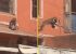 Macaco rapta cachorro e foge pelos telhados na Índia; veja vídeo