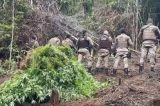 Cerca de 1,2 mil pés de maconha são apreendidos em plantações na Bahia Cerca de 1,2 mil pés de maconha são apreendidos em plantações na Bahia