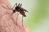 Idoso de 64 anos morre vítima de chikungunya; é o terceiro óbito pela doença no ano em Pernambuco