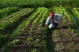 Governo vai lançar programa de reforma agrária este mês, diz Paulo Teixeira