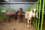 Feira do Bode de Juremal começa com a recepção dos animais e acolhida dos criadores