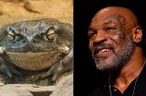 Saiba por que celebridades como Mike Tyson e Chelsea Handler usaram droga extraída de sapo