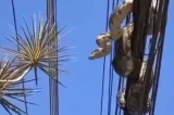 Jiboia aparece em rede elétrica e assusta moradores