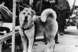 A história do cão ‘mais fiel do mundo’, que nasceu há 100 anos
