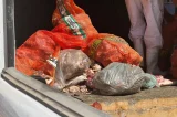 Mais uma tonelada de carne imprópria para consumo é apreendida na BA Mais uma tonelada de carne imprópria para consumo é apreendida na BA