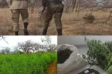 PM erradica 35 mil pés de maconha na região de Senhor do Bonfim