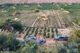 Cipe Chapada erradica 180 mil pés de maconha em Brotas de Macaúbas