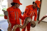 Cobra de cerca de dois metros é resgatada em Juazeiro