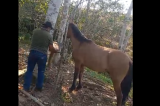 Homem mata cavalo com facada