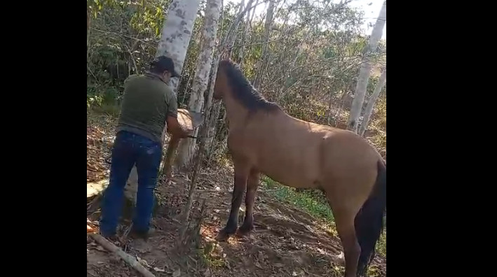 Jovem montado a cavalo tenta matar homem e é preso em Belo