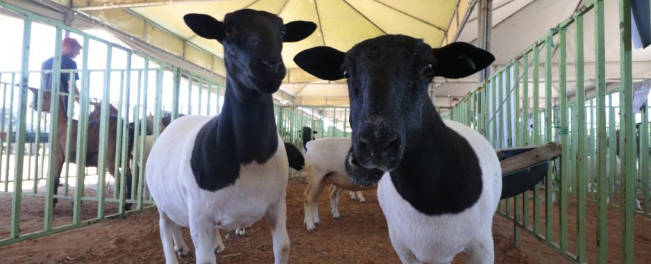 Centro de Comercialização de Animais é confirmado e vai fortalecer a agropecuária de Casa Nova Centro de Comercialização de Animais é confirmado e vai fortalecer a agropecuária de Casa Nova