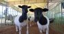 Centro de Comercialização de Animais é confirmado e vai fortalecer a agropecuária de Casa Nova