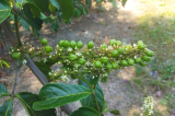 Embrapa introduz na Bahia primeira variedade de guaraná propagada por sementes no mundo