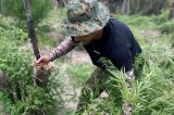 60 mil pés de maconha são localizados em Monte Santo