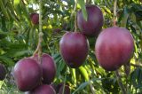 Opinião – Tarifaço impactará fortemente o Nordeste Opinião – Tarifaço impactará fortemente o Nordeste