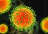 Nipah: quais são as chances de vírus mortal chegar ao Brasil ou causar nova pandemia?