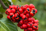 O guaraná é nosso: saiba como a Bahia se tornou o maior produtor do mundo