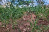 Polícia Militar erradica plantio de maconha em Campo Formoso