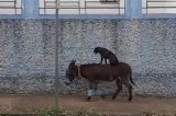 Cachorro pega carona em cima de burro no interior de São Paulo, e vídeo viraliza