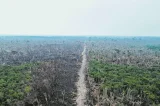 MPF aperta o cerco contra frigoríficos que contribuem com desmatamento na Amazônia