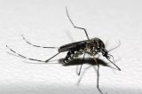 Alerta: Dengue ainda deve atingir pico, alerta OMS