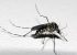Lacen identifica novos casos da dengue com sorotipo não registrado há mais de 15 anos em Pernambuco
