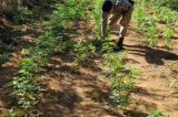 Polícia encontra 2 mil pés de maconha em roça de homem envolvido em morte de mãe e tio na Bahia