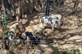 Bahia é o 3º estado do Nordeste com maior rebanho de suínos