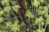 Equipe de buscas localiza helicóptero desaparecido com 4 pessoas em Paraibuna (SP)