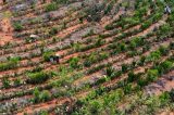 Agricultores transformam deserto em floresta no Semiárido