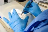 Método Wolbachia reduz casos de dengue em Niterói