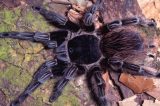 Veneno de aranha brasileira vira esperança de tratamento contra câncer