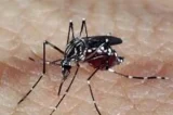 Dengue: em dois meses, Brasil ultrapassa 970 mil casos, mais da metade do total de 2023