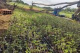 Polícia Militar erradica plantio de maconha em Curaçá
