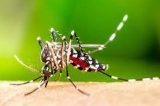 Mosquito da dengue pode picar por cima da roupa, revela estudo