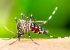 Vergonha! Brasil passa de 4 milhões de casos de dengue; mortes chegam a 1.937