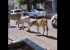 Centro de Juazeiro é transformado em curral de animais; veja vídeo