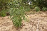 Até 40g ou seis pés de maconha: STF define quantidade liberada para ser qualificado como usuário