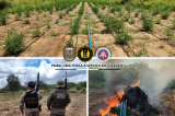 Cipe Caatinga e Polícia Federal erradicam plantio de maconha em Abaré