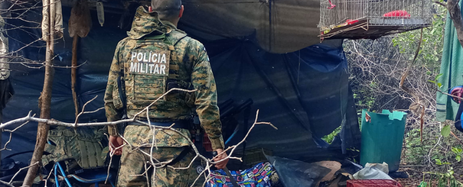 A Polícia Militar da Bahia e Polícia Federal erradicam plantio de maconha em Casa Nova