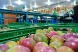 Made in Bahia: Estado é o segundo do País que mais exporta frutas Made in Bahia: Estado é o segundo do País que mais exporta frutas