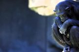 Chimpanzé em zoo da Espanha se recusa a soltar filhote que morreu há três meses