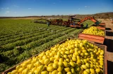 Evolução à vista: Pesquisas norteiam avanços da fruticultura baiana