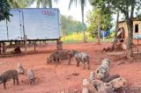 Porcos devoram corpo de caseiro morto em Goiás