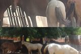 Prefeitura de Juazeiro intensifica fiscalização e recolhimento de animais de médio e grande porte